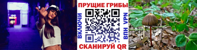 Псилоцибиновые грибы мицелий  Инта 